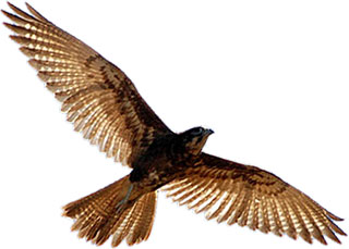 brown falcon in flight