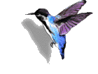 hummingbird animation