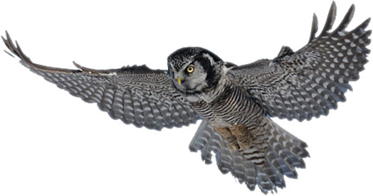 owl flying