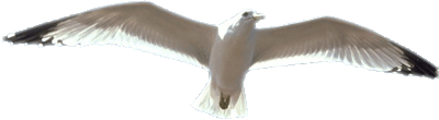 Seagull in flight image
