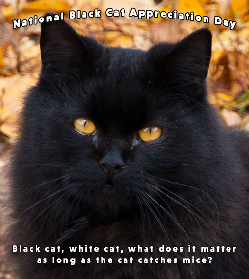 National Black Cat Appreciation Day