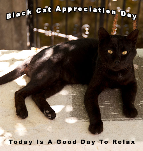relaxing black cat
