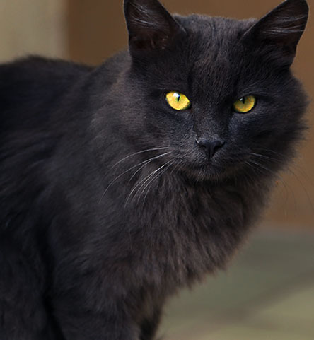 black cat image