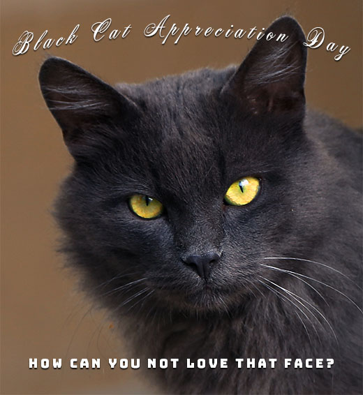 black cat - love that face