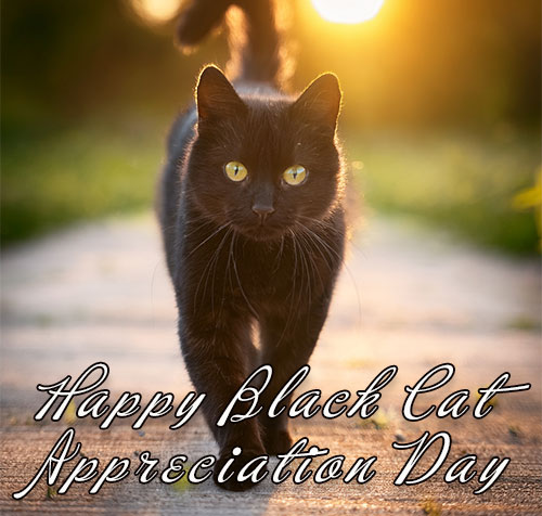 black cat