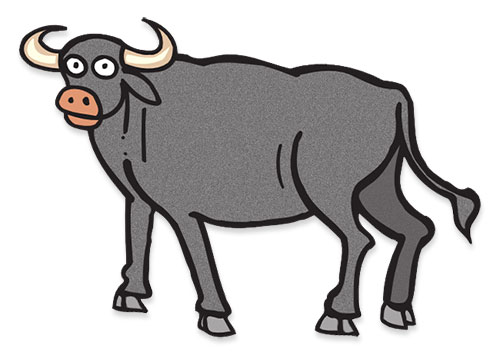 grey bull
