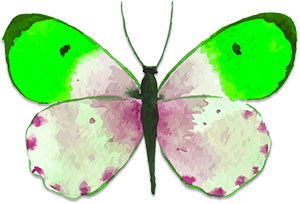 butterfly illustration green