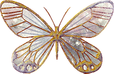 butterfly
