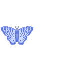 blue butterfly flying