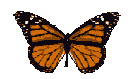 brown butterfly animation
