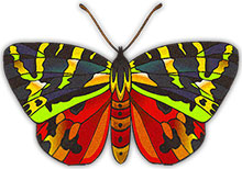 colorful butterfly