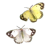 two butterflies animated