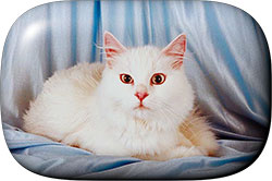 white cat button