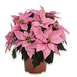 pink poinsettias