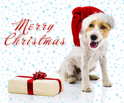 Santa for dogs