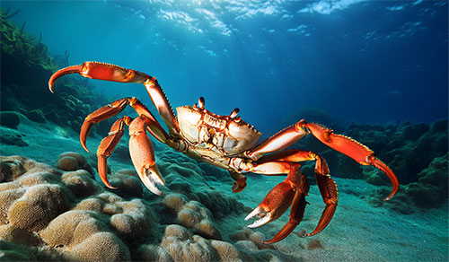 large crab