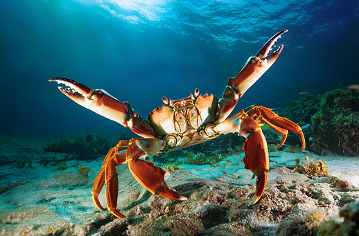 excited crab