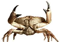 blue claw crab clipart gif