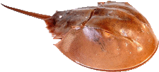 horseshoe crab