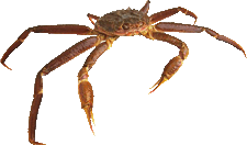 blue claw crab clipart gif