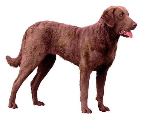 brown dog