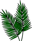 palm leaves