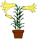 yellow easter lilies transparent gif file