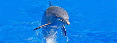 dolphin