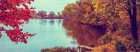 forest by a lake