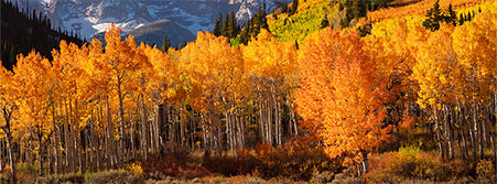 aspen trees