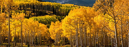 fall forest