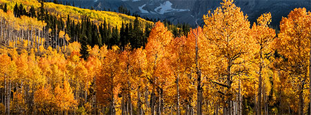 forest mountains