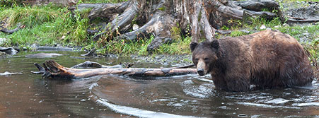 fishing bear