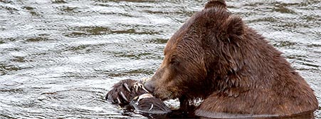 bear eating