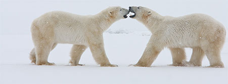 polar bears