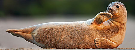 seal waving