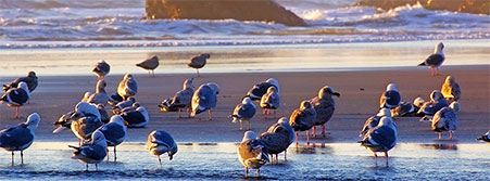 birds on the beach