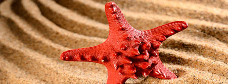 sea star