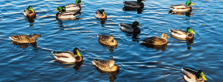 mallard ducks