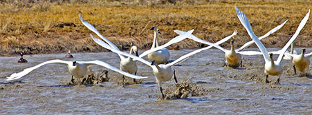 geese flying