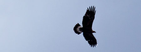 hawk in flight