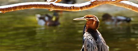 heron perched