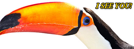 toucan