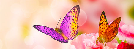 butterflies flowers image