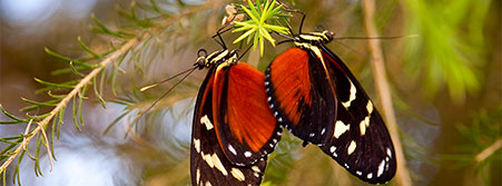 two butterflies