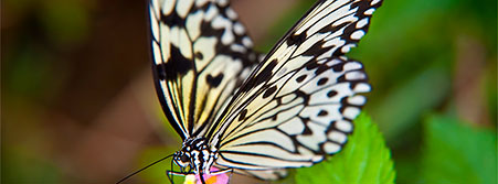 black and white butterfly