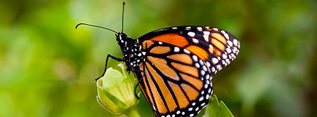 hungry butterfly