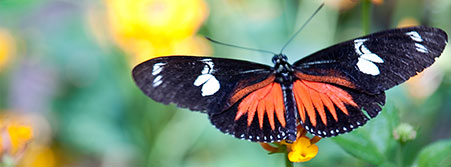 postman butterfly