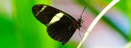 butterfly on a leaf of grass