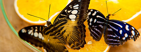 butterflies love oranges